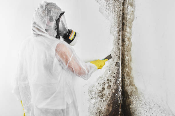 Trusted Carol Stream, IL Mold Removal Experts
