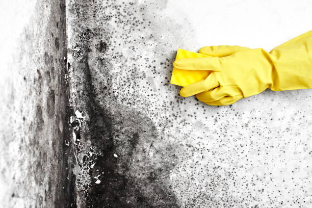 Professional Mold Removal in Carol Stream, IL