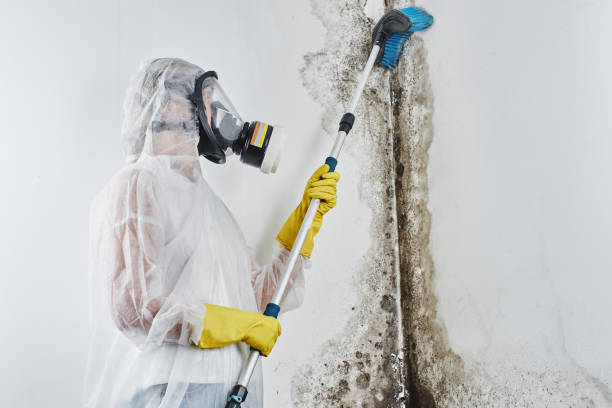 Professional Mold Removal in Carol Stream, IL