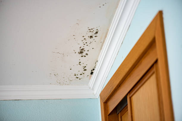 Mold Removal Process in Carol Stream, IL
