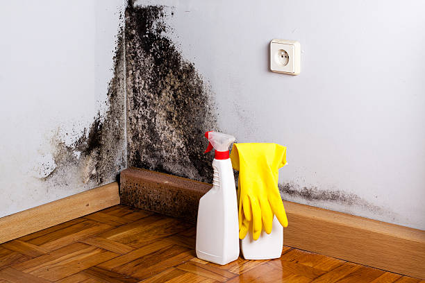 Office Mold Removal Services in Carol Stream, IL