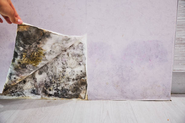 Best Water Damage Restoration  in Carol Stream, IL